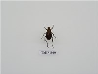 藏品(黃肩長腳花金龜)的圖片